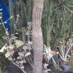 Oh Man Cactus Plant