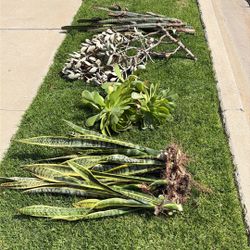 Cactus And Succulent Clippings 