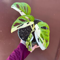 variegated monstera adansonii