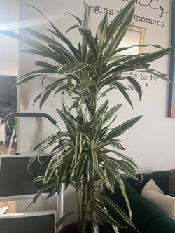 🌸🌸🌷3-4ft Dracaena warneki trees with pot