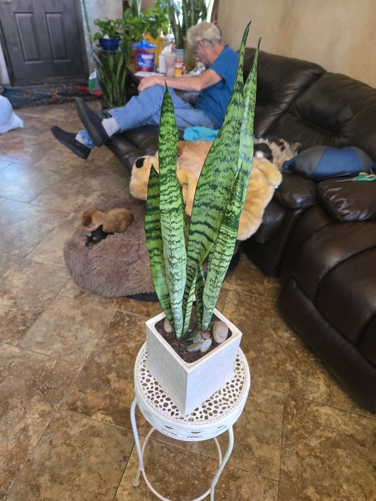 2ft 3in Tall Sansevieria Snake Plant In Ceramic Pot With Stones