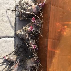 Canna Planting Bulbs