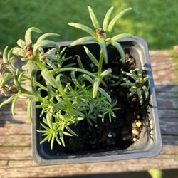 🪴Moss Rose (white) Plant🪴