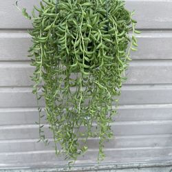 6” String Of Bananas Super Full