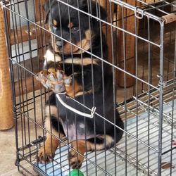Pet Cage