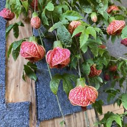 Chinese lantern hibiscus 