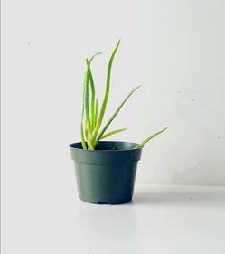 Aloe Vera Succulent Cactus Plant/ House Plant/ Indoor Plant/ Flower Patio Garden