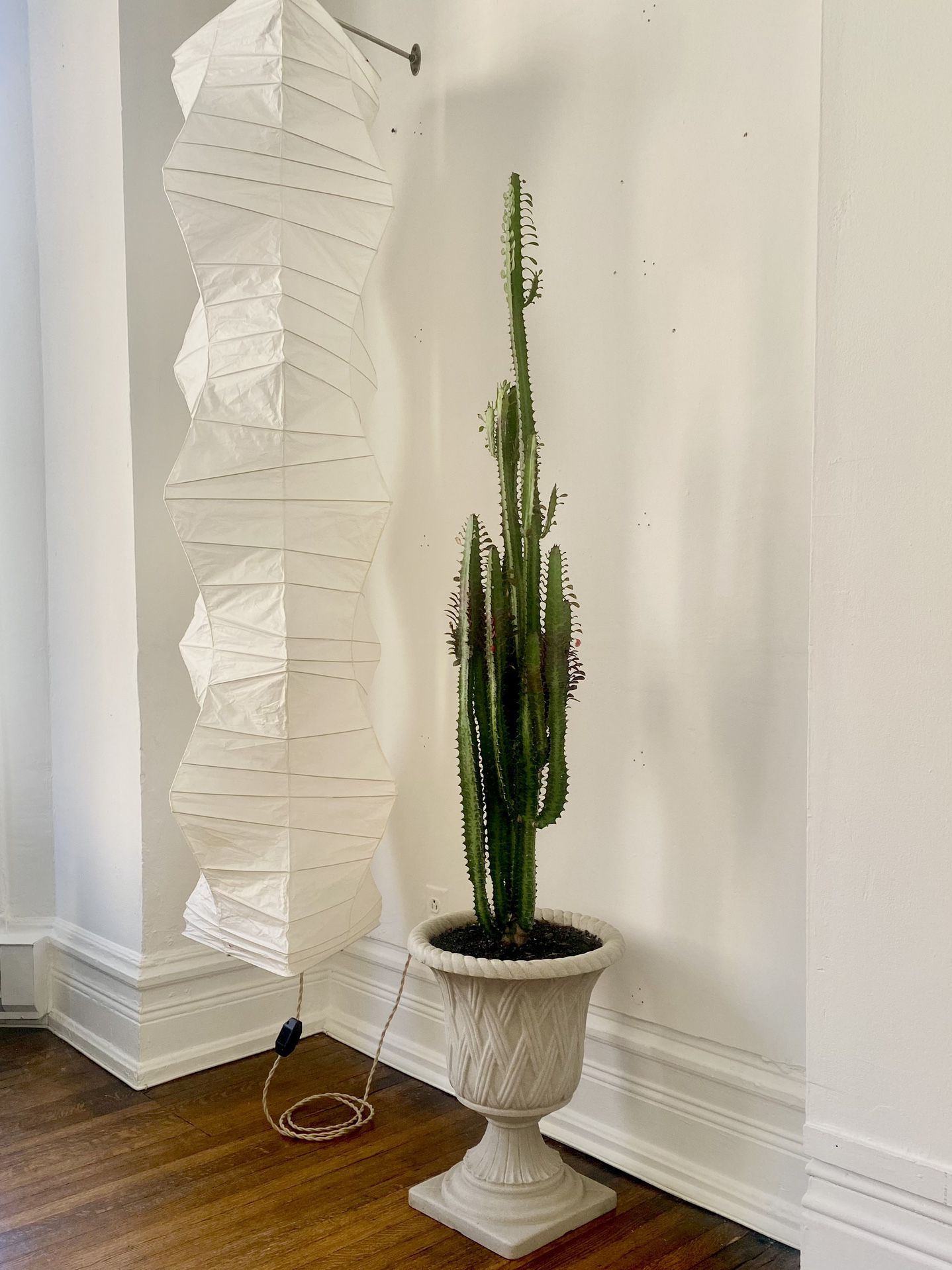 Tall Cactus (African Milk Tree) Plant With Pot