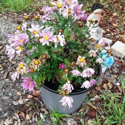 Mum Plant In Weeki Wachee Spring Hill