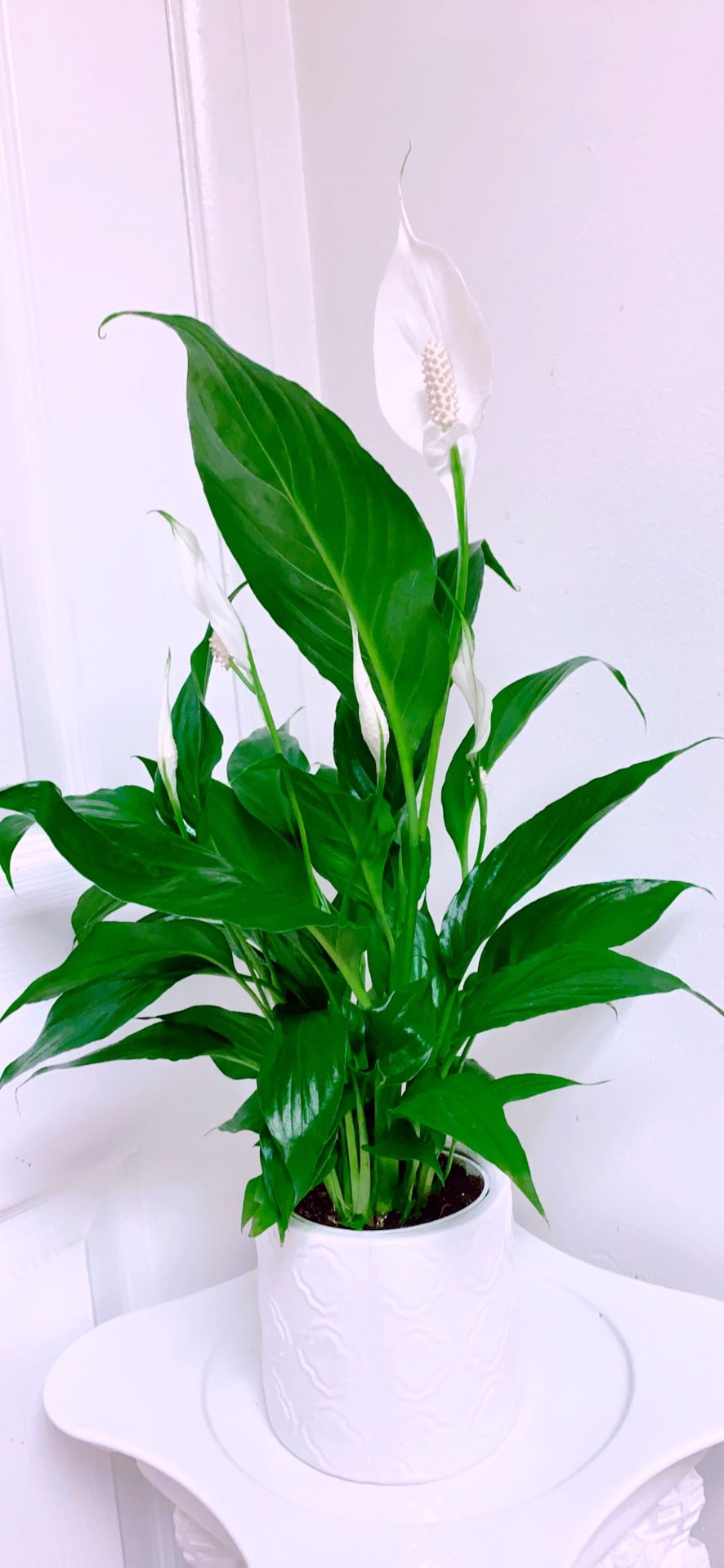 SPATHIPHYLLUM - Peace Lily in 5” Ceramic Vase - 22” Tall - Air Purifying Plants