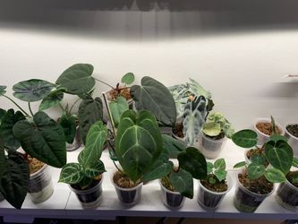 Anthurium pups