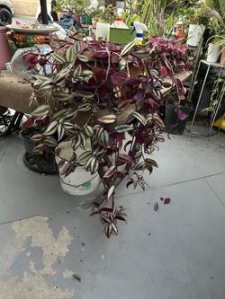 Una Succulents en Maseta Con Colgadera 