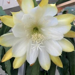 Epiphyllum 