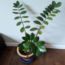 Mature Zz Plant In Decorative Pot