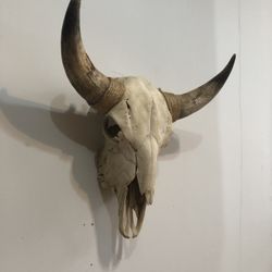 Real Decorative Cow Skull
