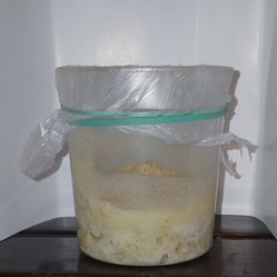 Oatmeal microworms, 100% full of live worms,.. Microgusano De Avenas