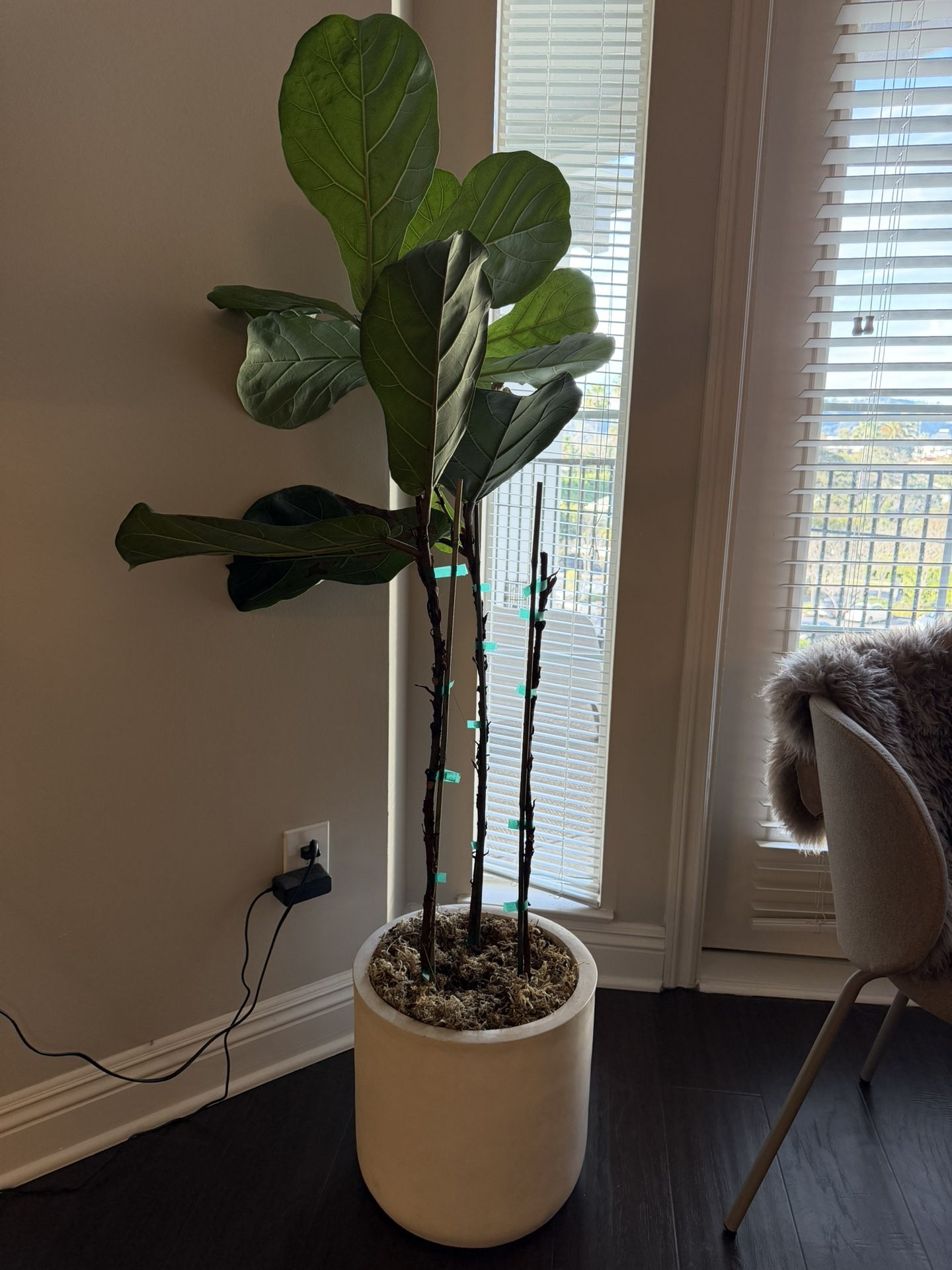 Fiddle Leaf Fig Plant + Pot
