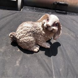 Garden rabbit