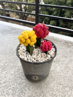 Colorful Moon Cactus Trio