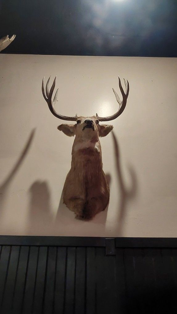 Deer Shoulder Mount Taxidermy 8 Points