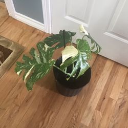 Plant