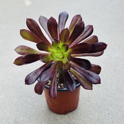 Succulents plants 🪴 