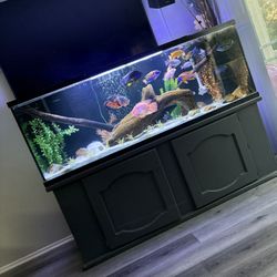 Fish Tank 