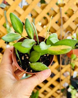 Inner variegated DS-70 Hoya
