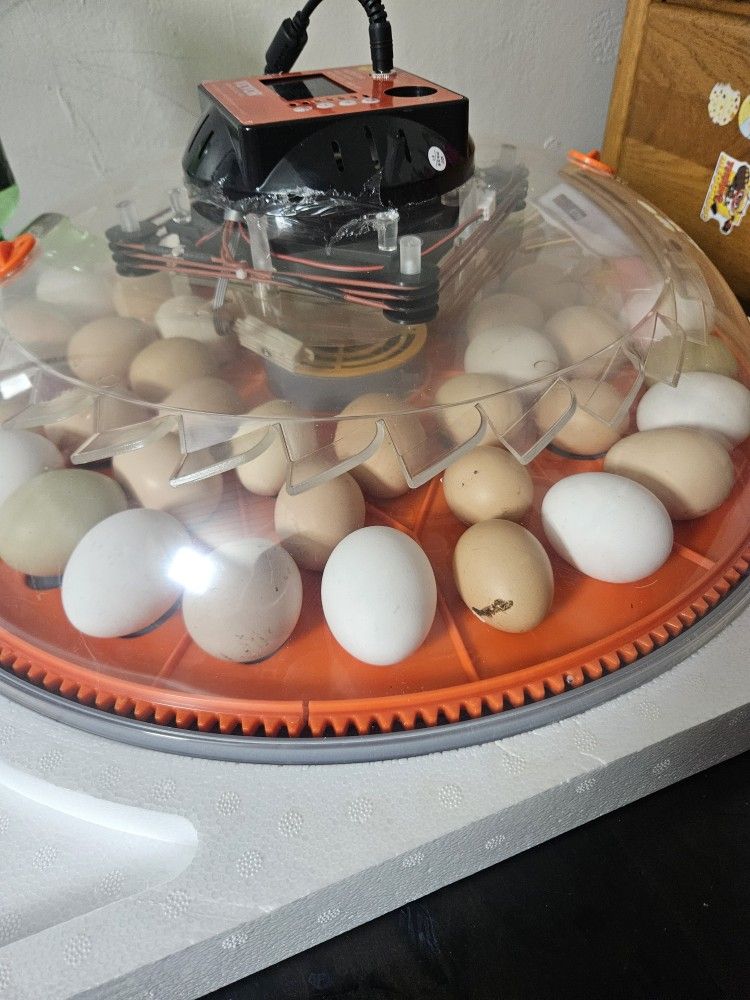 Organic Fertilized Eggs Ready For Incubator Or Broody Hens