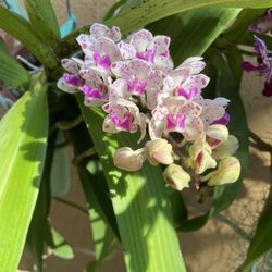 Blooming Vanda Orchid 