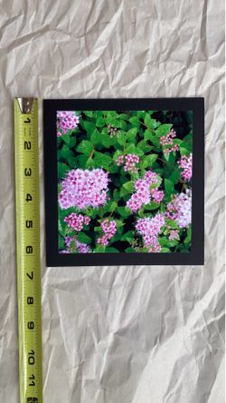 FREE Original photograph of flowers for wall art