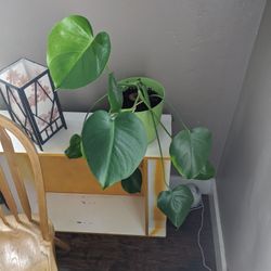 Monstera Indoor Plant & Pot