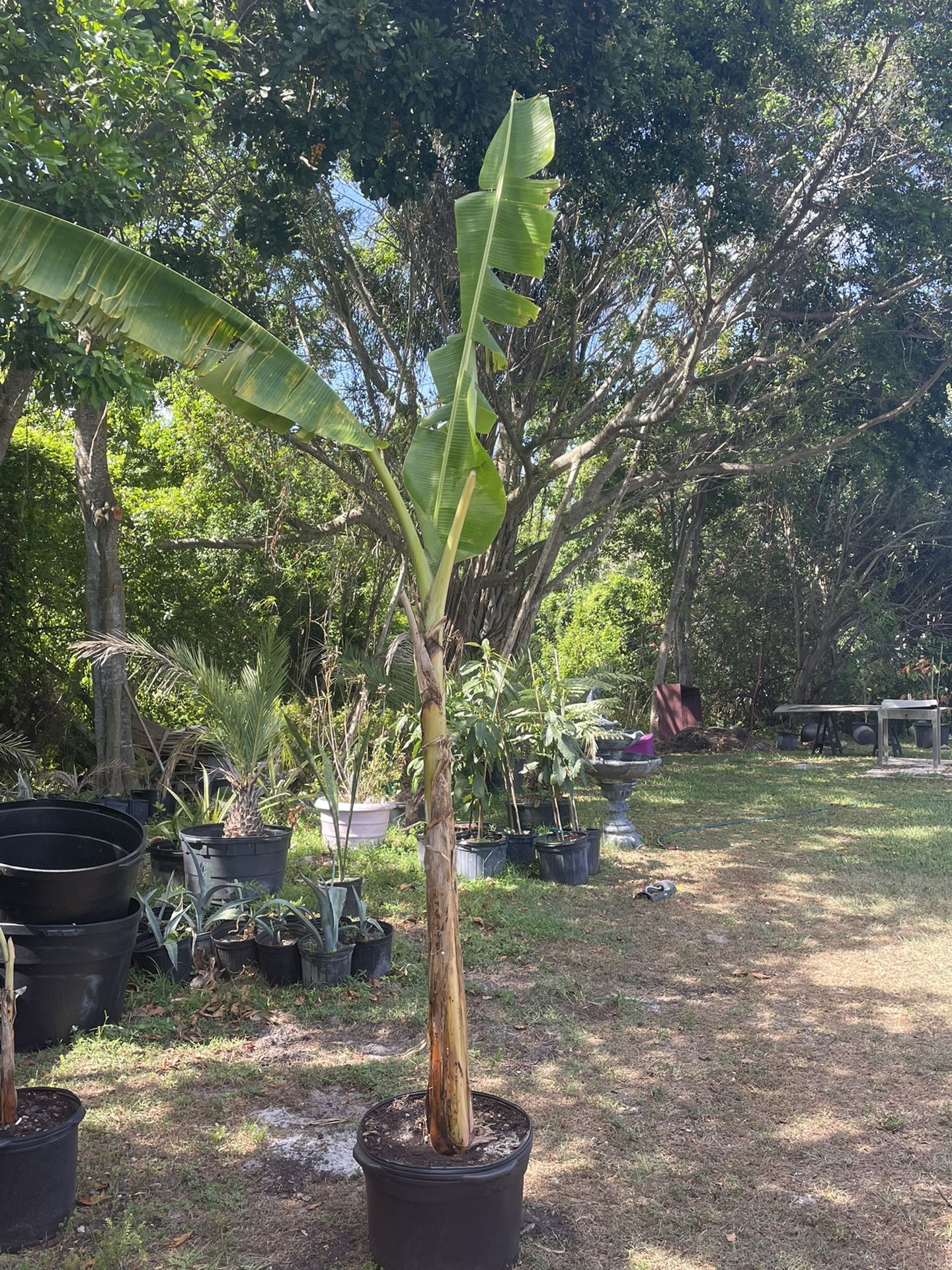 Banana Tree