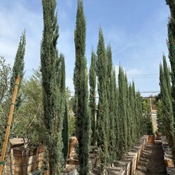Italian Cypress Hedge 
