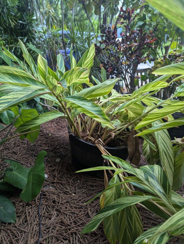 Potted Ginger Plant 2 Available Good Size $55 Each Both For $100