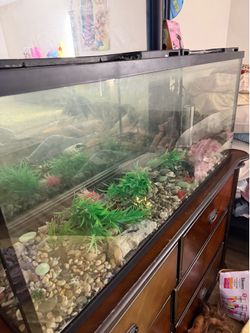 100 gallon fix tank