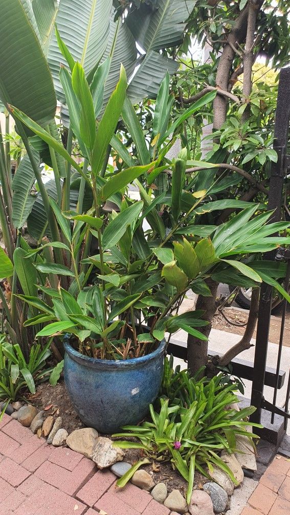 Plants In Pots Various Prices