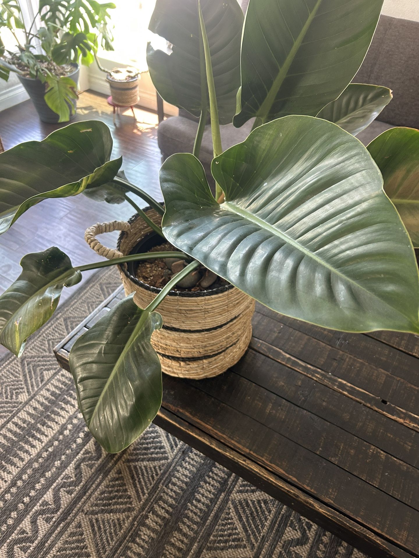 Congo Green Plant + Basket
