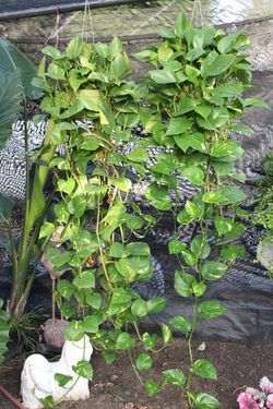 4ft + Golden Pothos