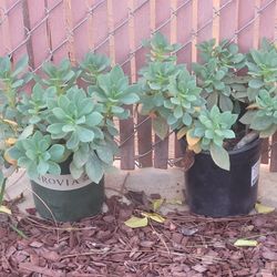 Rock Purslane Plants 