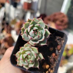 Ben Badis Succulent Plant