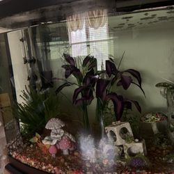 36 Gallon Fish Tank