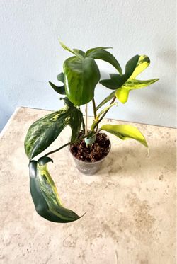 Philodendron Florida Beauty Plant