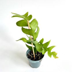 Fishbone Cactus Houseplant 