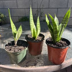 Mother Of Tongue (Snake Plant) 