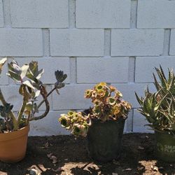 Succulents 