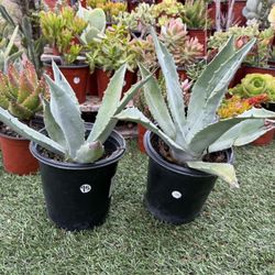 Blue Agave Plants In 1 Gallon Pot 