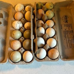 Farm Fresh Eggs