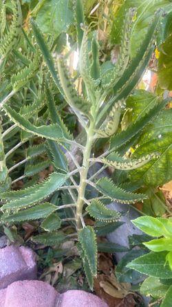 Tengo varias plantas de la madre en el suelo