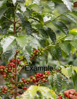Planta de  cafe